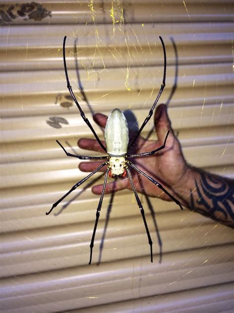Giant Golden Orb Spider South East Queensland Roddlyterrifying