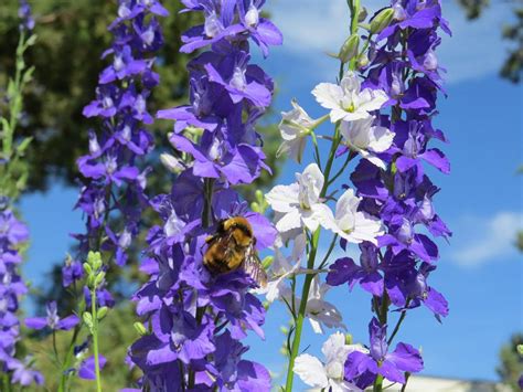Photo Of The Bloom Of Larkspur Consolida Ajacis Posted By Natalie