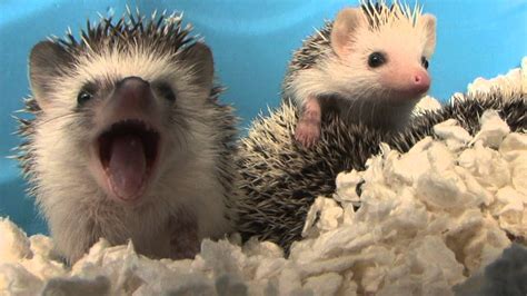 See more ideas about character design, illustration, porcupine. Baby hedgehogs! | HedgehogForums.com