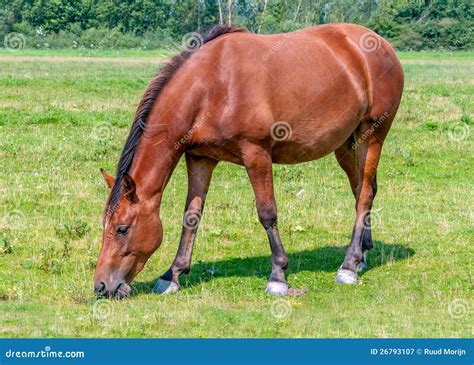 Nice Brown Horse Eating Grass Royalty Free Stock Photography Image