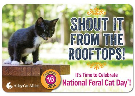 Happy National Feral Cat Day Feral Cats Cat Day Cats