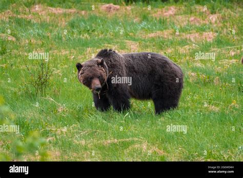Grizzly Bear In A Grass Field Stock Photo Alamy