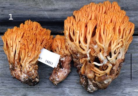 Sciency Thoughts Two New Species Of Coral Fungi From The Ozark Region