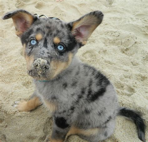 We did not find results for: Husky/Australian Shepherd Mix | Beasts and Beauties ...