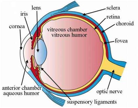 Aqueous Humor Function What You Should Know