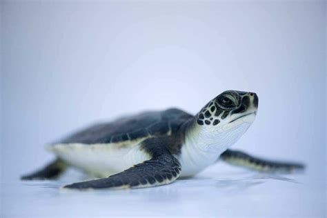 Cute Baby Green Sea Turtle