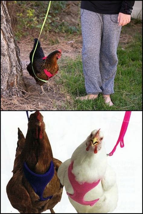 Take Your Pet Chooks For A Walk With This Chicken Harness Chicken