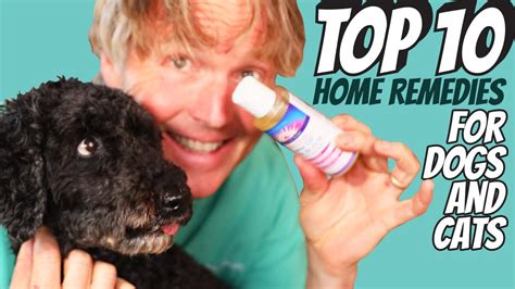 Top 10 Home Remedies For Dogs And Cats Youtube