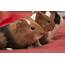 Understanding Guinea Pigs Health  BarkAndSqueakcom