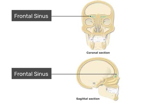Frontal Sinus New