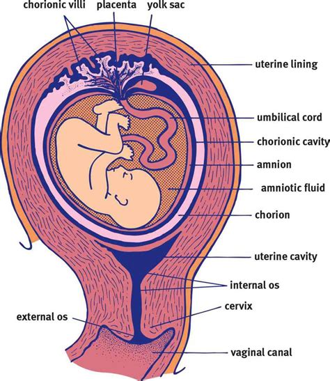 Early Developmental Stages Embryogenesis And Development Mcat