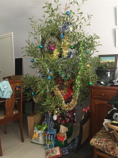 Aussie Christmas Tree Blackwood Raustralia