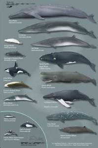 Können Unterschiedliche Arten Von Wale Auch Nachkommen