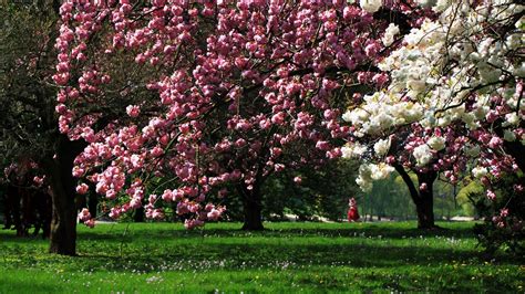 2560x1440 Park Flowering Trees 1440p Resolution Wallpaper Hd Nature