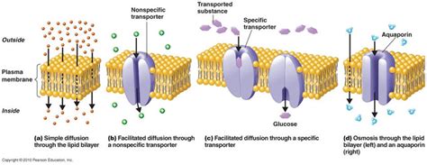 Types Of Cell Transport Cells