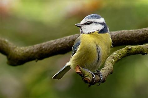 Blue Tit Cyanistes Caeruleus Bird Free Photo On Pixabay Pixabay