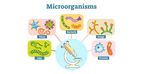 Diseases Caused By Microorganisms Symptoms And Causes