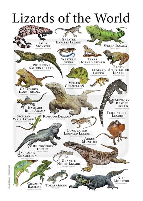 Lizards Of The World Poster Print Etsy Lizard Lizard Species
