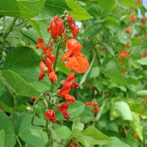 Scarlet Runner Bean Multiflora Bean Mix Seeds Phaseolus Coccineus