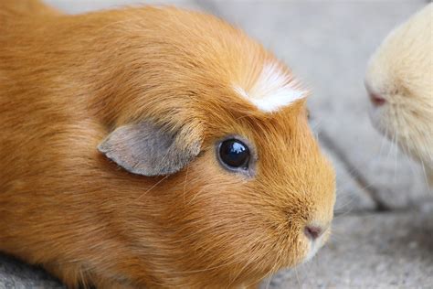 Brown Guinea Pig Facts Breed Info And More