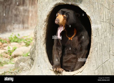 Funny Face Bear Hi Res Stock Photography And Images Alamy