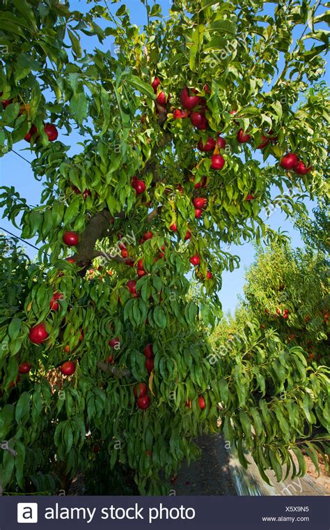 Nectarine Tree High Resolution Stock Photography And Images Alamy