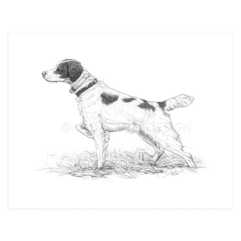 Brittany Spaniel In Pencil 11x14 Print Andrew Lee Design