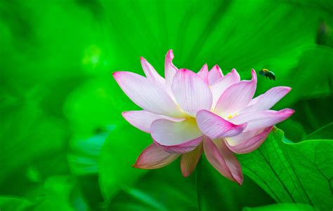 Download Lotus Flower And Greens Wallpaper