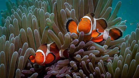 Colorful Clownfish Fishes Underwater Near Coral Reef Hd