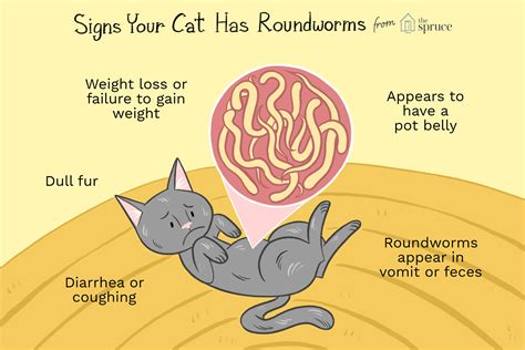 How Do I Know If My Cat Has Roundworms Adena Lindstrom
