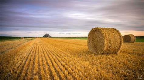 Урожайность пшеницы во франции фото