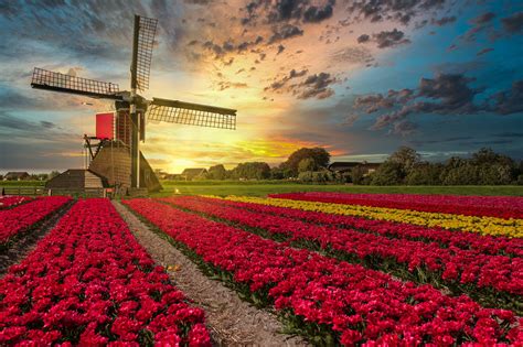 Windmill Hd Field Flower Tulip Netherlands Hd Wallpaper Rare Gallery