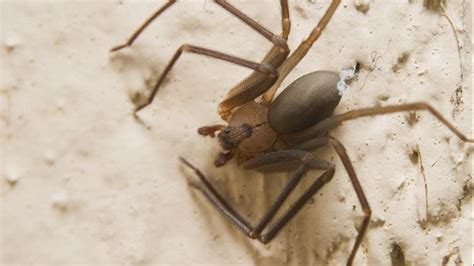 Michigan Woman Hospitalized After Being Bitten By A Brown Recluse