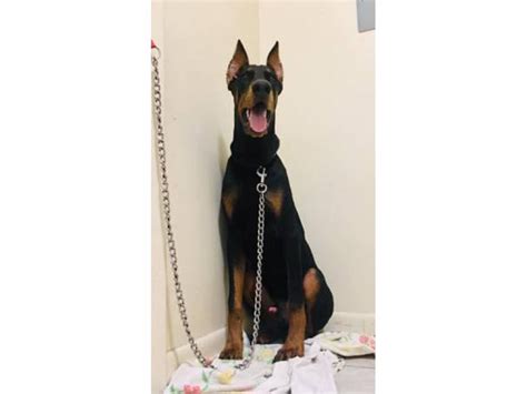 6 Months Old Akc Doberman Puppy For Sale Ocala Puppies For Sale Near Me