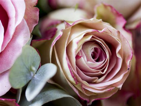 Free Images Petal Pink Flora Close Up Uk Floristry Peterborough