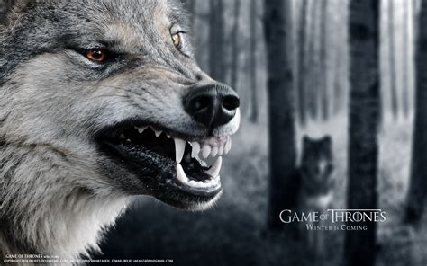 Wolf Stark Game Of Thrones By Belief2 On Deviantart