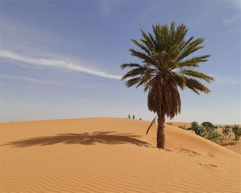 How Do Palm Trees Survive In The Desert Konnecthq