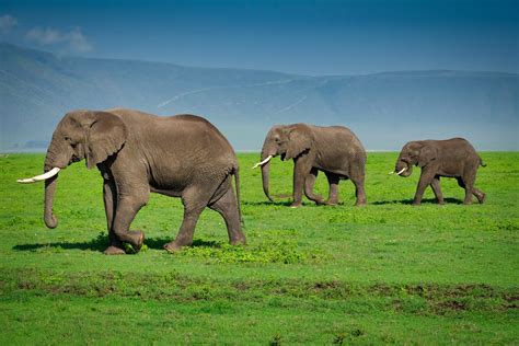What To Expect On A Ngorongoro Crater Safari Ultimate Guide