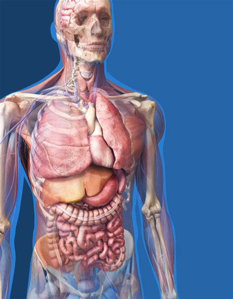 This framework consists of many individual bones and cartilages. Difference Between Anatomy And Physiology - Earth's Lab