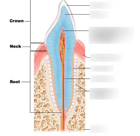 Longitudinal Section Of Human Canine Tooth Within Its Bony Socket