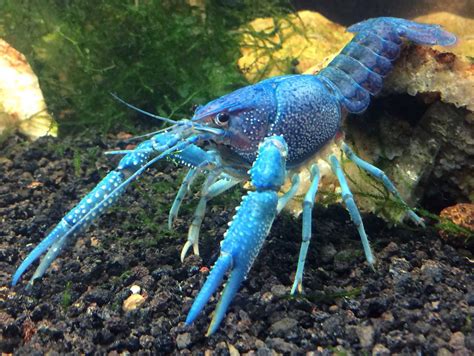 Buy Aquatic Arts 1 Juvenile Electric Blue Crayfish Live Freshwater