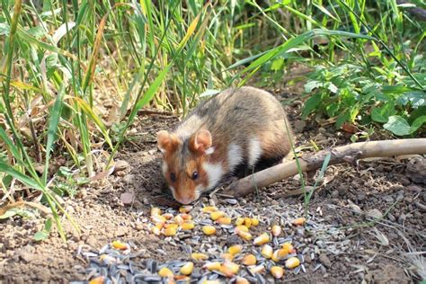 Do Hamsters Hibernate In The Wild And As Pets Pet Arenas