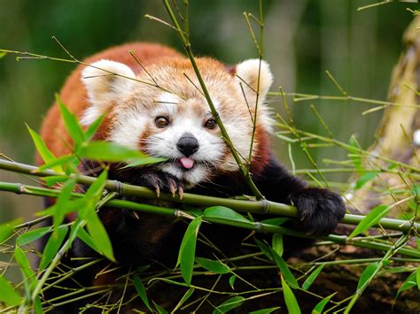 Wallpaper Red Panda Panda Protruding Tongue Cute Funny Bamboo