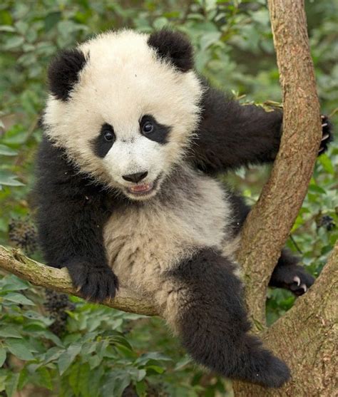 Panda Tree Climber Pettime