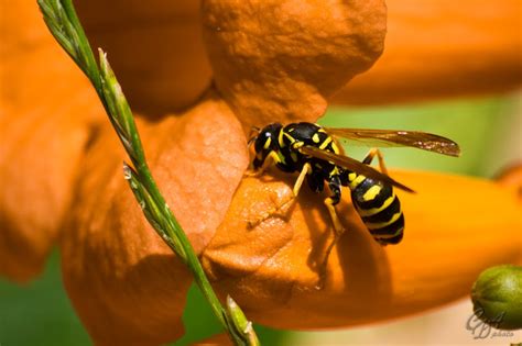 Yellow Jacket Wasp Cda Photo