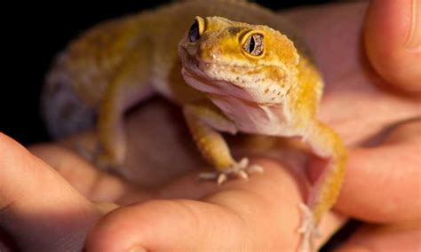 Unleash The Fun Does A Leopard Gecko Make The Perfect Pet For Families
