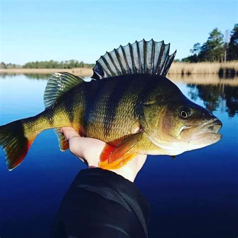 European Perch Vs Yellow Perch Major Differences Strike And Catch