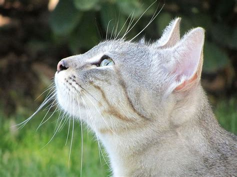 Side Profile Of Cat Grey Tabby Cats Crazy Cat Pictures Cat Photography
