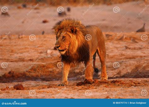 Magnificent Pride Of Lions Dad Stock Photo Image Of Animals Brothers