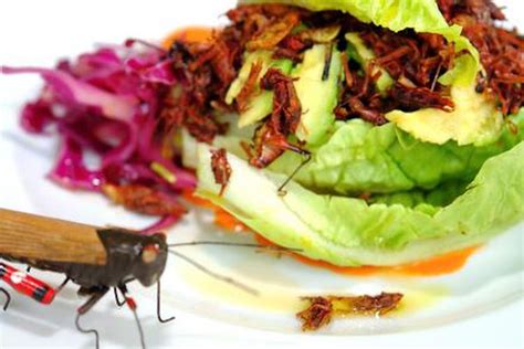 Los Nutrientes Que Aportan Los Insectos Comestibles